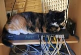 catwork