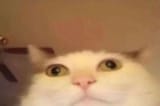 17417329321290