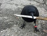 knife bird