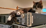 catmin