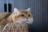 hosico blob