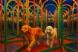 20250718_1603_Dogs in Mirror Maze_simple_compose_01k0fnfxj0esp86acj8hwxz1mq