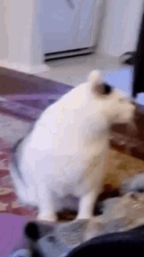 bruh-cat-bruh