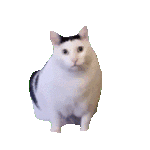 huh-cat