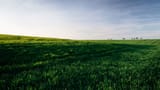 grasses_field_horizon_184621_3840x2160