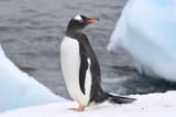 Gentoo Penguin - Canva - jtstewartphoto