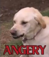 angery