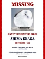 SHIMA MISSING POSTER EDIT