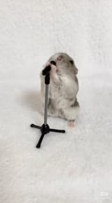 ratto