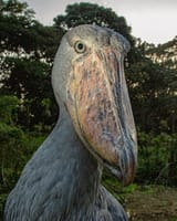 32062f0713ac4c8bbf949af44bbc9edd shoebill stork