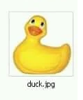 baby duck