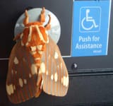 MOTH NEED HELP