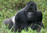 mountain-gorilla-Virunga-National-Park-Democratic-Republic-3561766113