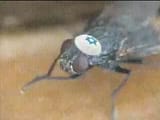 flies