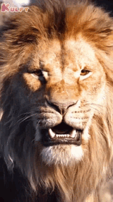 roaring-lion