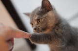 cute_cat_paw_bump_9251