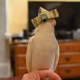 birdmoney