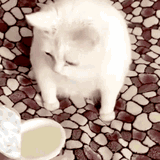 wretching cat