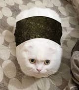 Thread 106006666 OP Image