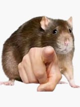 rat-you