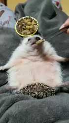 Thread 106014277 OP Image