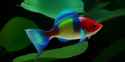 forest river fish 2_thumb.jpg