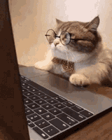angry-cat