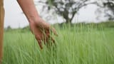 close-up-woman-hand-touching-the-green-grass-on-a-field-blowing-the-wind-free-video