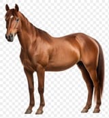e13a81bdc97d765d27151b40ca45ebd8