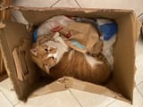 Thread 106039434 OP Image