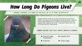 pigeons