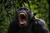 Dirk-Johnen-Chimpanzee-Kibale-Forest-Uganda-cover