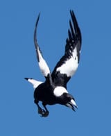 magpie