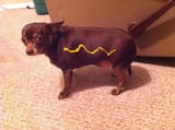 poor-doggo