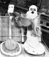 G3520406-Harlow_s_monkey_experiment