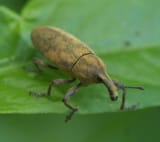 Lixus_concavus_P1140610a