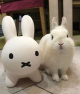 bun and bun