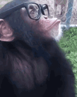 smart-monkey-in-glasses