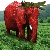 eleberry
