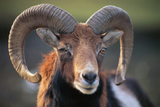 fucking-ram