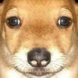 Thread 106122246 OP Image