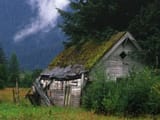 Shed_in_Field
