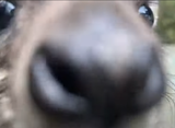 snif-snof