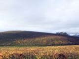 Bliss_location,_Sonoma_Valley_in_2006b