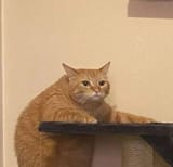 cat looks at your post