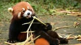 bamboo