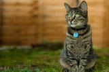 Cat-tracker