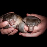 puggle