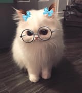 disappointed smart kitty