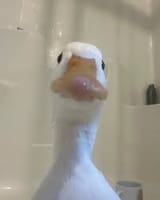1728932455907367